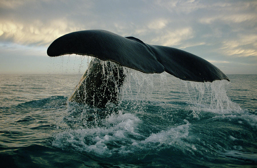 Sperm Whale Tail Photograph by Flip Nicklin