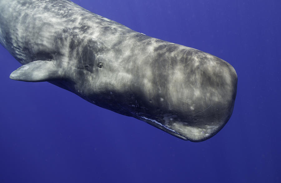 Sperm Whale Underwater #1 Photograph by By Wildestanimal