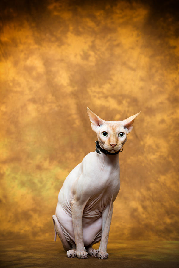 Sphynx Cat #1 Photograph by 101cats