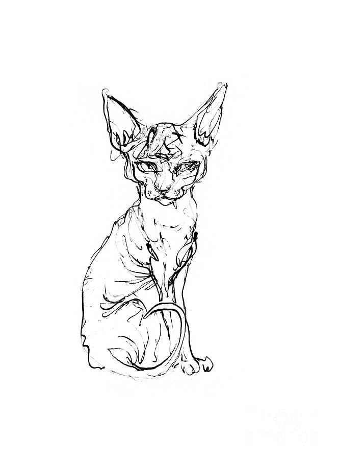 Sphynx kitten  #1 Drawing by Ang El