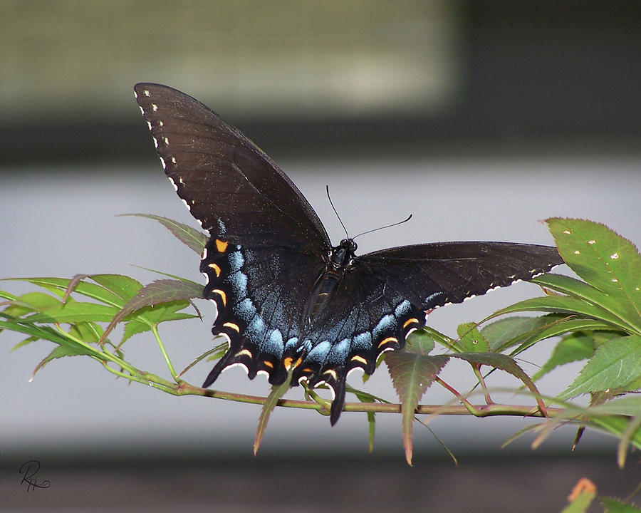 Spicebush Swallowtail Photograph by Robert Harris