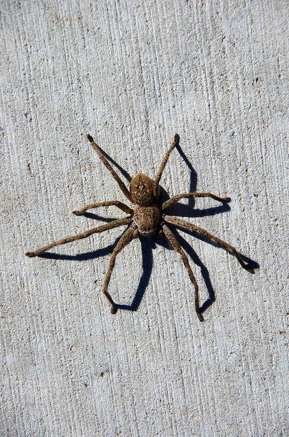 Spider casts a shadow on a concrete footpath in Canberra, Australian Capital Territory, Australia #1 Photograph by Simon McGill