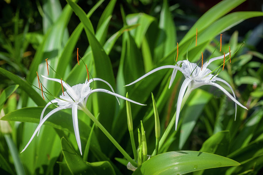 Spider Lily, and Day Lilies X111 #1 Photograph by Rich Franco