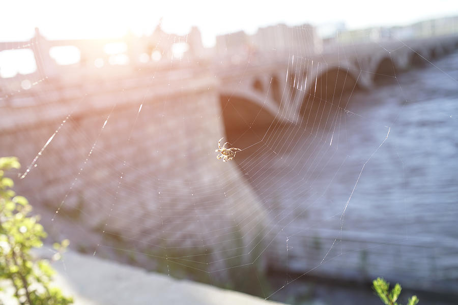 Spider on spider web after rain in the sunset #1 Photograph by Yaorusheng