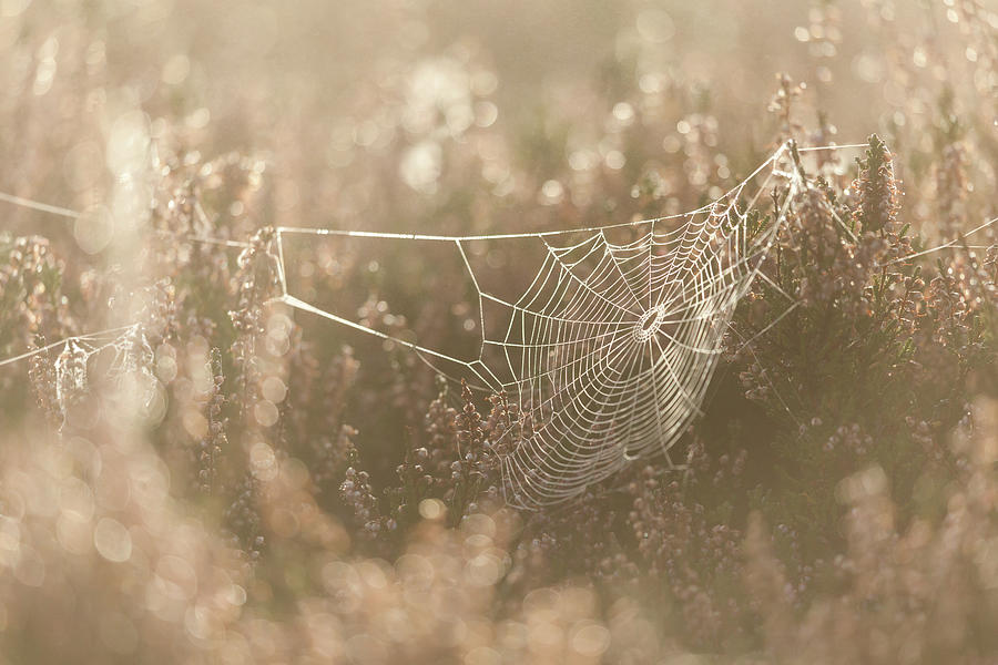 Spider Web Photograph by Anita Nicholson