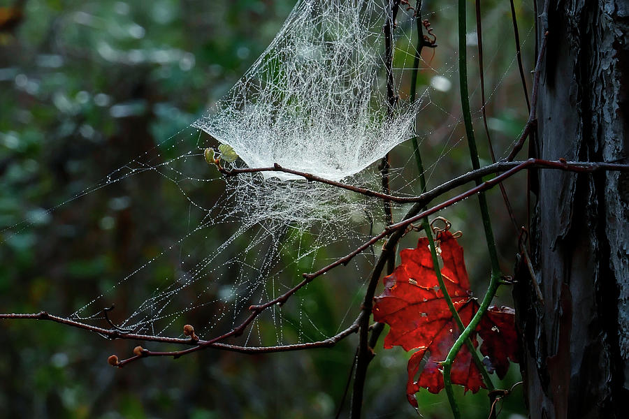 Spider Web in  the Forest #1 Photograph by Sandra Js