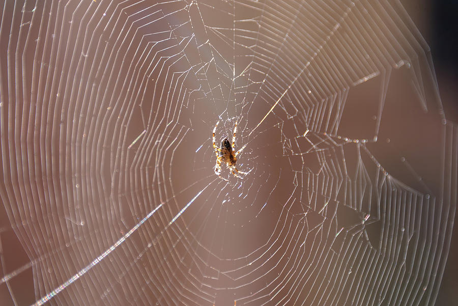 Spider Web Or Thin Web Made Up Of Microscopic Threads That Spide ...