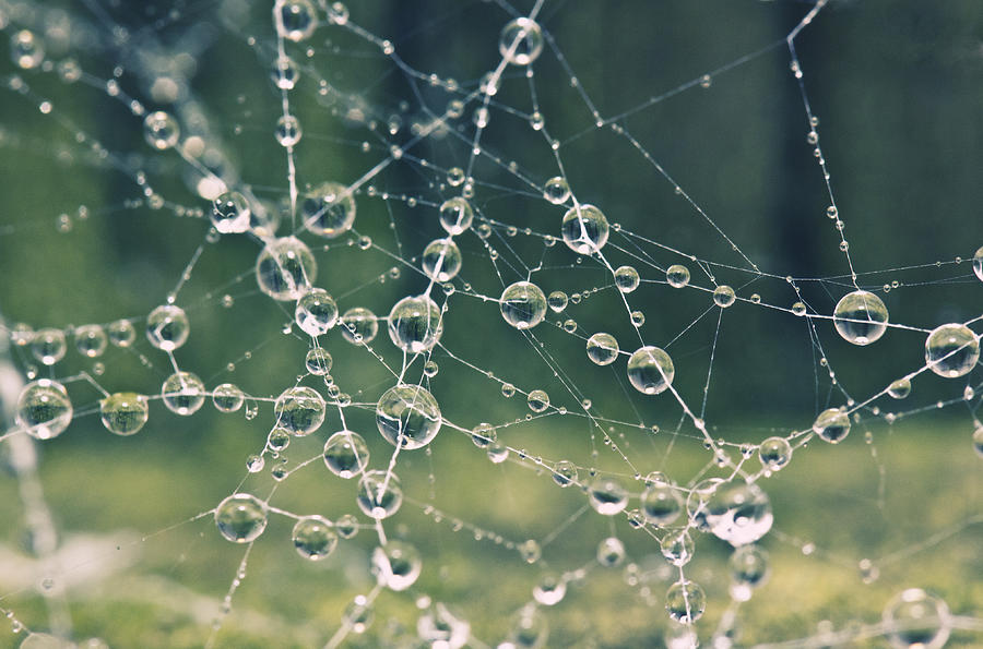 Spider Web #1 Photograph by Photography by Lana Galina