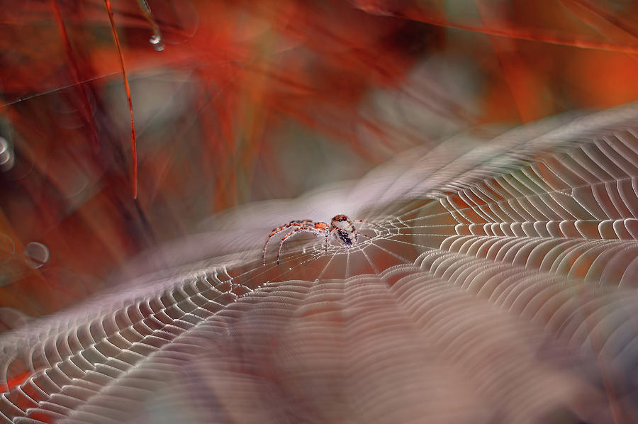 Spiders Web Photograph