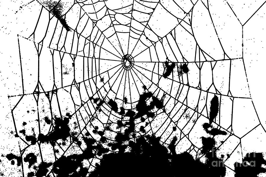 Nature Mixed Media - Spiderweb  #1 by Gaspar Avila