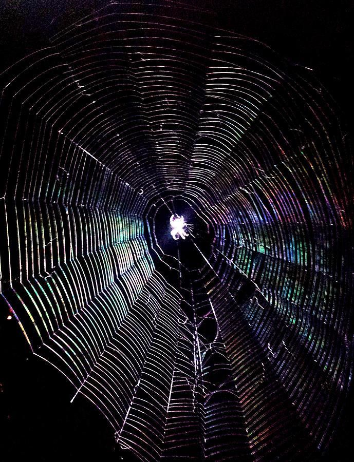 Spiderweb #1 Photograph by Kenny Glover