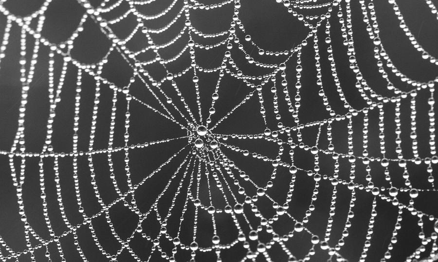 Spiderweb with dew #2 Photograph by Nautical Chartworks