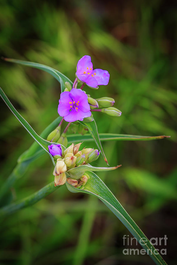 Spiderwort growing wild in the Wichita Mountains #1 Photograph by Richard Smith