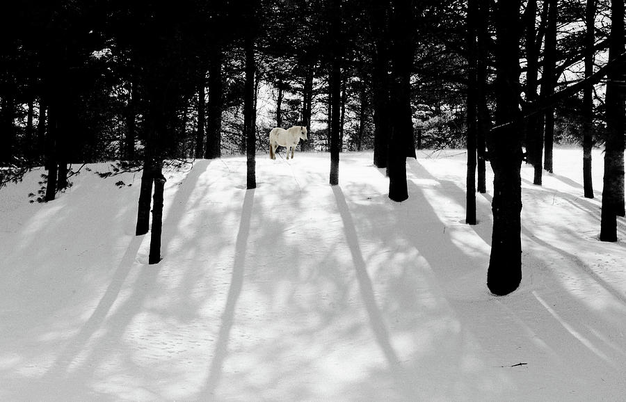 Spirit Pony In Monochrome Shadows Photograph