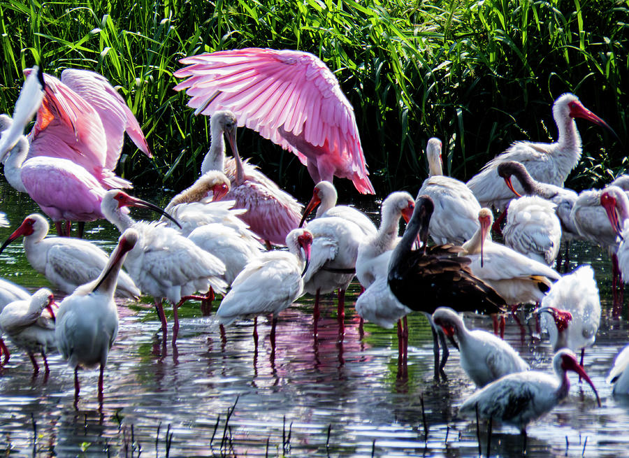 Spoonbills And Ibis 2 #1 Photograph by J M Farris Photography