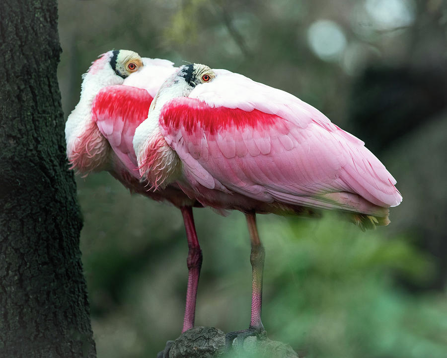 Roseate Spoonbills Photograph - Spoonies at rest by Jaki Miller