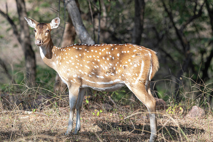 Spotted Deer in the forest #1 Photograph by Pravine Chester