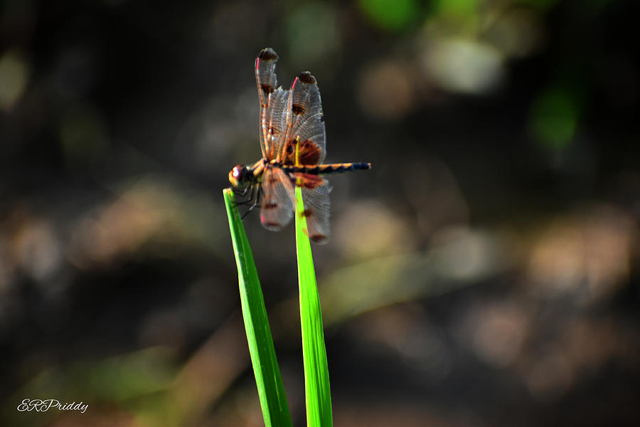 Spotted Dragonfly #6 Photograph