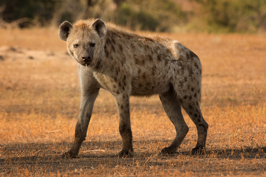 Spotted Hyena #1 Photograph by Kathleen Reeder Wildlife Photography