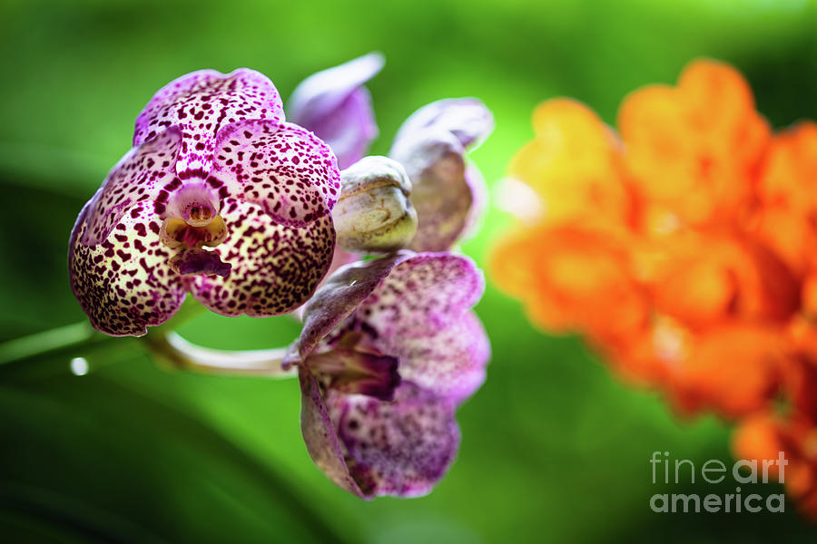 Spotted Orchid Flowers #1 Photograph by Raul Rodriguez