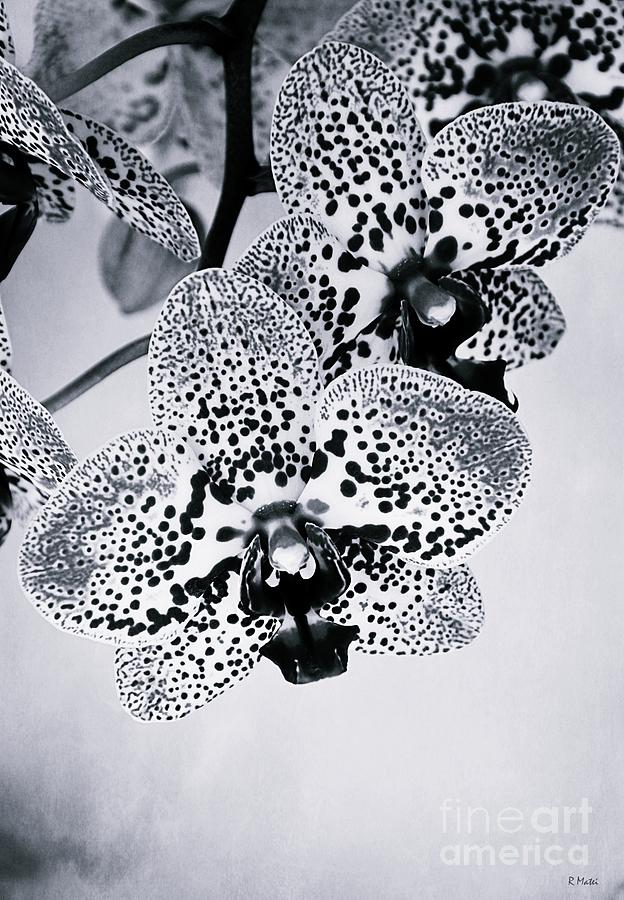 Spotted Orchids Spectacular in Black and White Photograph by Ramona Matei