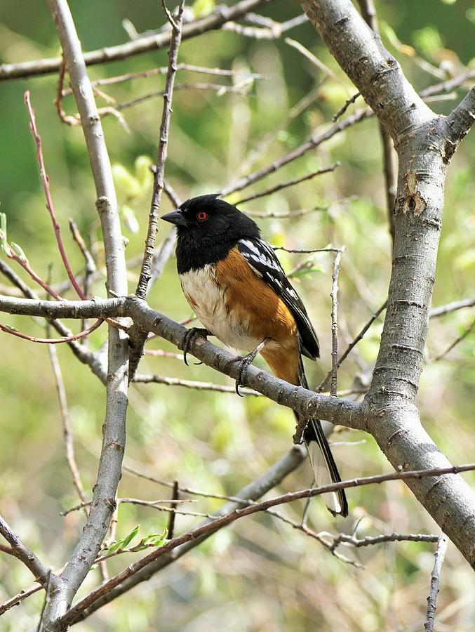Spotted Towhee #1 Photograph by Dennis Boyd
