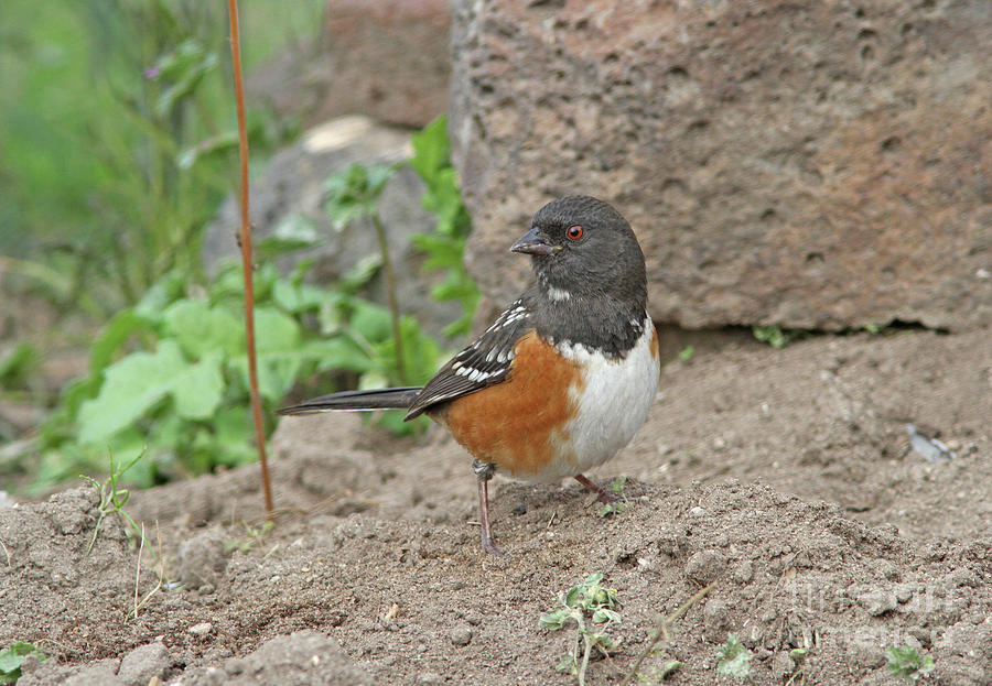 Spotted Towhee  #1 Photograph by Gary Wing