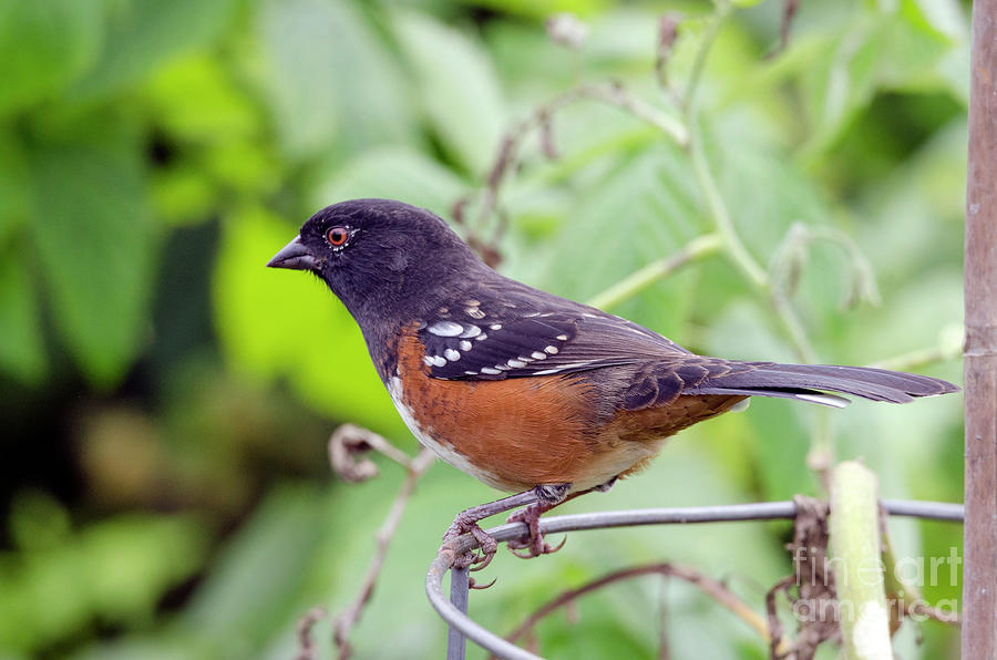 Spotted Towhee #1 Photograph by Kristine Anderson