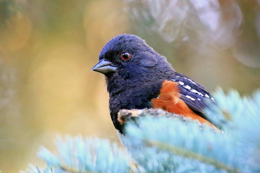 Spotted Towhee #1 Photograph by Shixing Wen