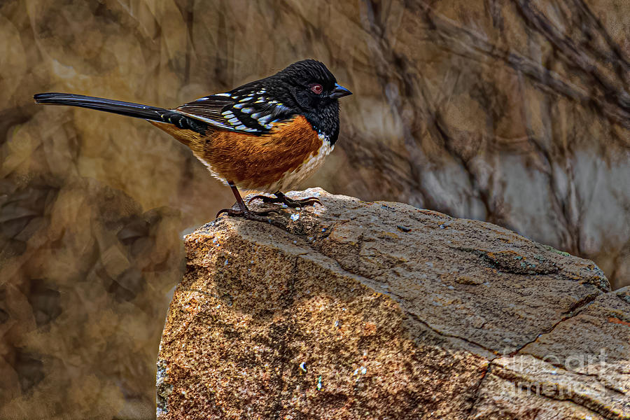 Spotted Towhee #1 Photograph by Thomas Marchessault
