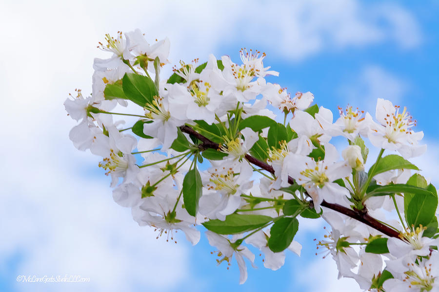 Spring Apple Blossoms  #1 Photograph by LeeAnn McLaneGoetz McLaneGoetzStudioLLCcom