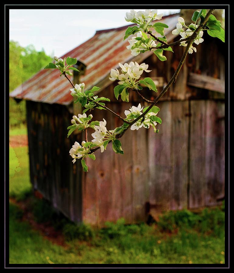 Spring Apple Blossoms Photograph