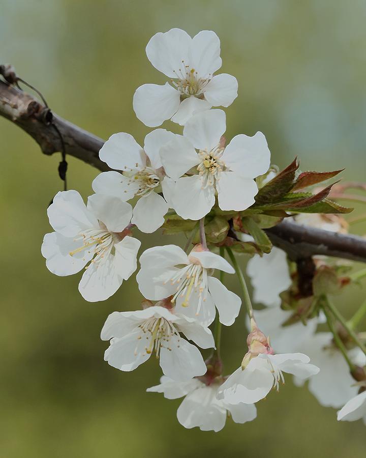 Spring Beauty #1 Photograph by Iina Van Lawick