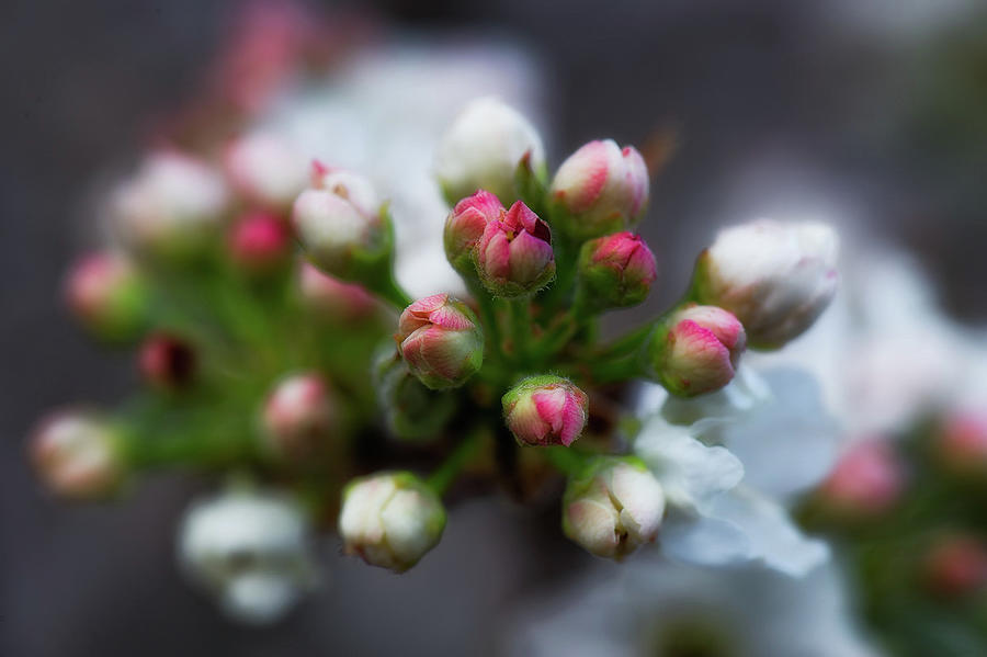 Spring Blossoms #1 Photograph by Doug Wittrock