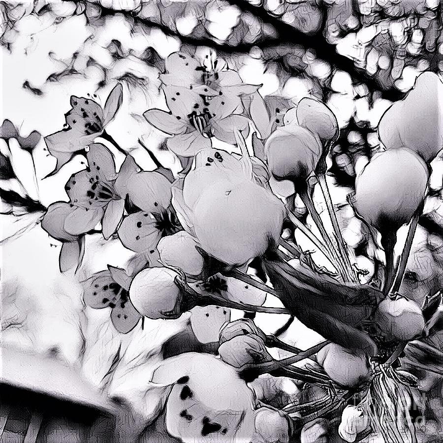 Spring Blossoms In Black And White Photograph