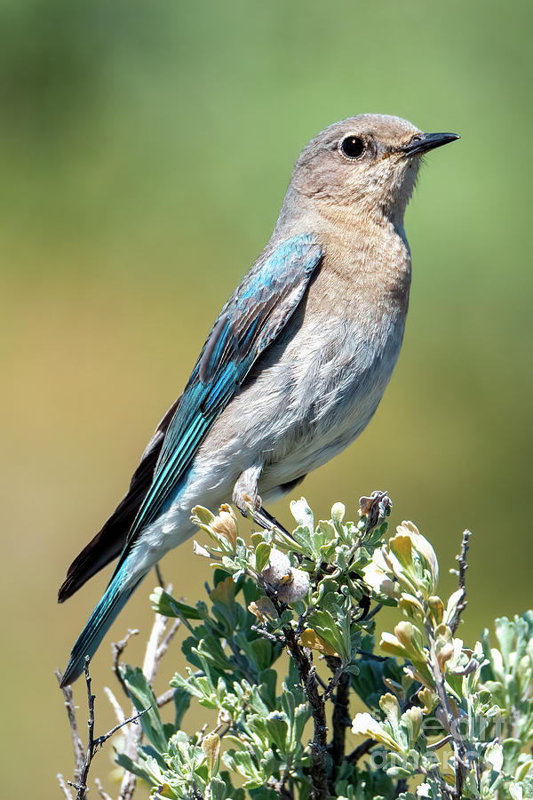 Spring Bluebird Photograph