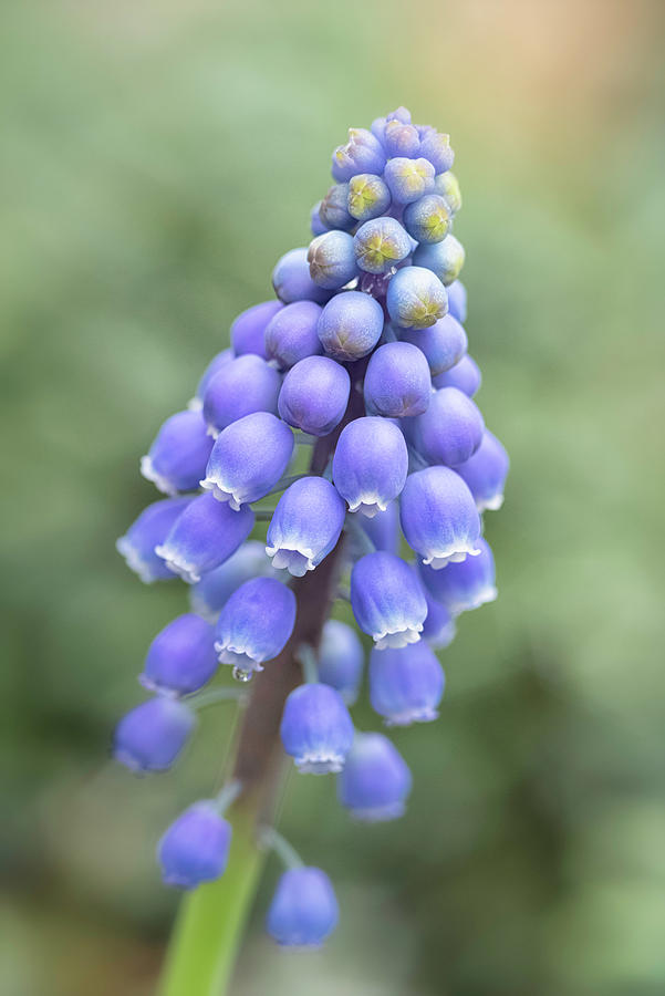 Spring Blue #1 Photograph by Robert Fawcett