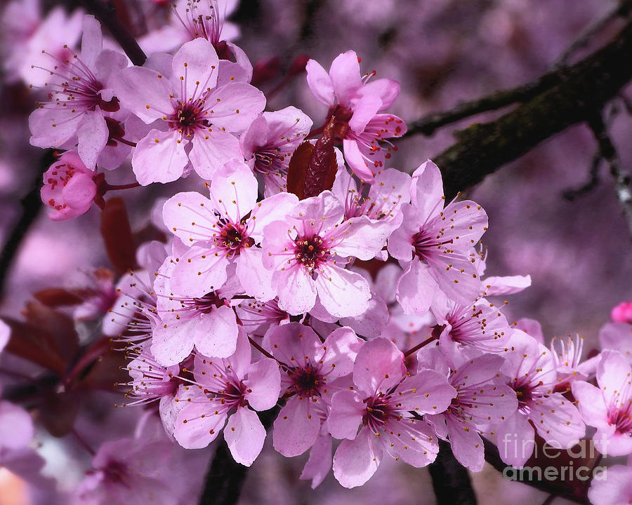 Spring Cherry Blossoms #1 Photograph by Scott Cameron