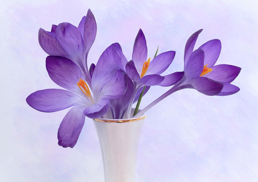 Spring Crocus #1 Photograph by Denis O Reilly Spring Crocus #1 Photograph by Denis O Reilly