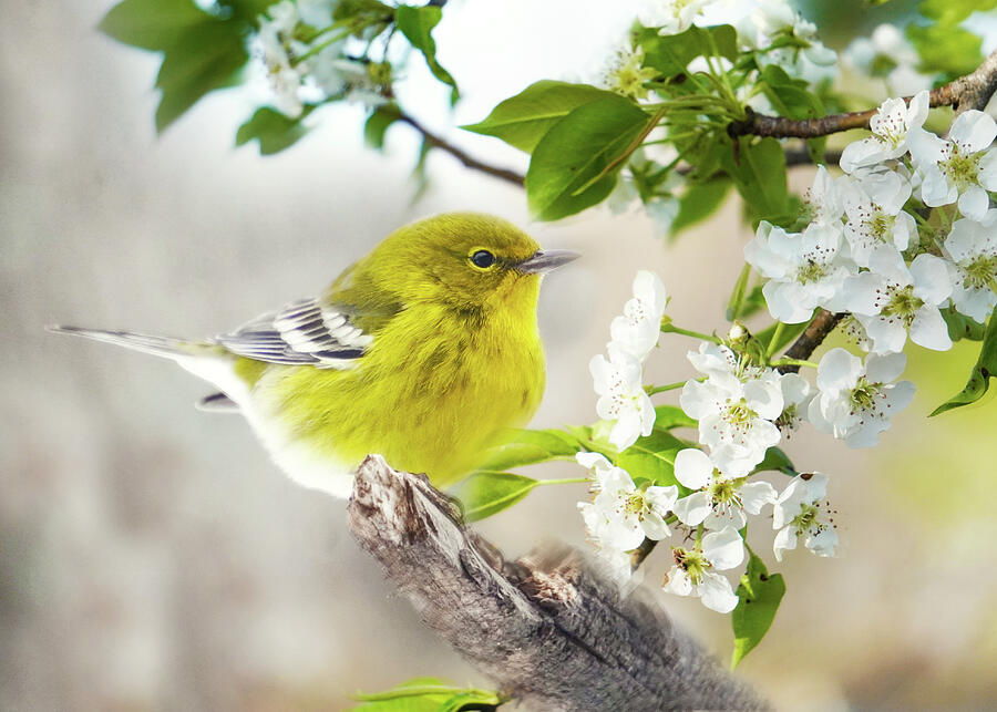 Warbler Photograph - Spring Dreams #2 by Karen Beasley