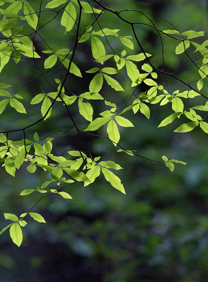 Spring Photograph - Spring Elm Leaves #1 by Phil And Karen Rispin