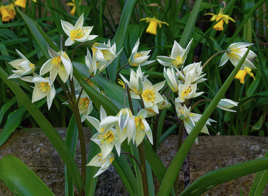 Spring Flowers Photograph