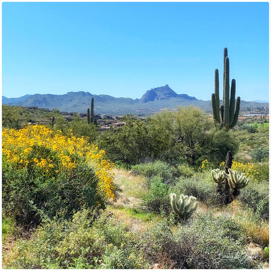 Spring in the Valley of the Sun #2 Photograph by Barbara Zahno