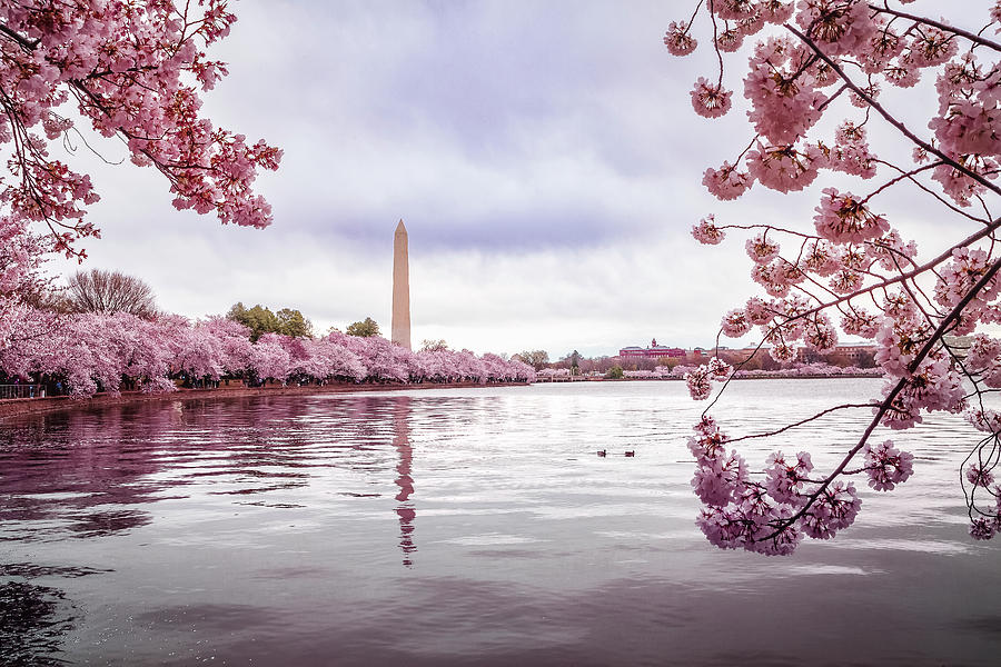 Spring in Washington DC #1 Photograph by Andrew Soundarajan