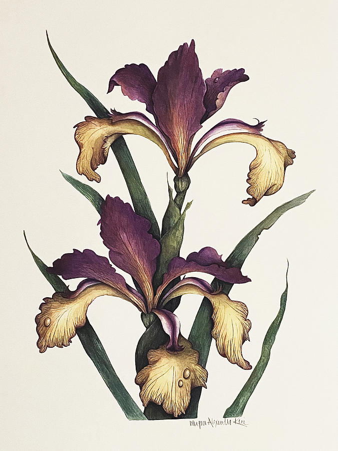 Iris Painting - Spring Island Spiria Iris by Morgan Kari