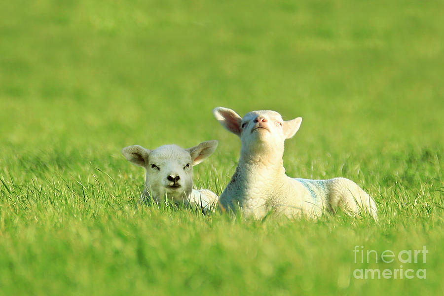Two Spring Lambs Photograph by Terri Waters