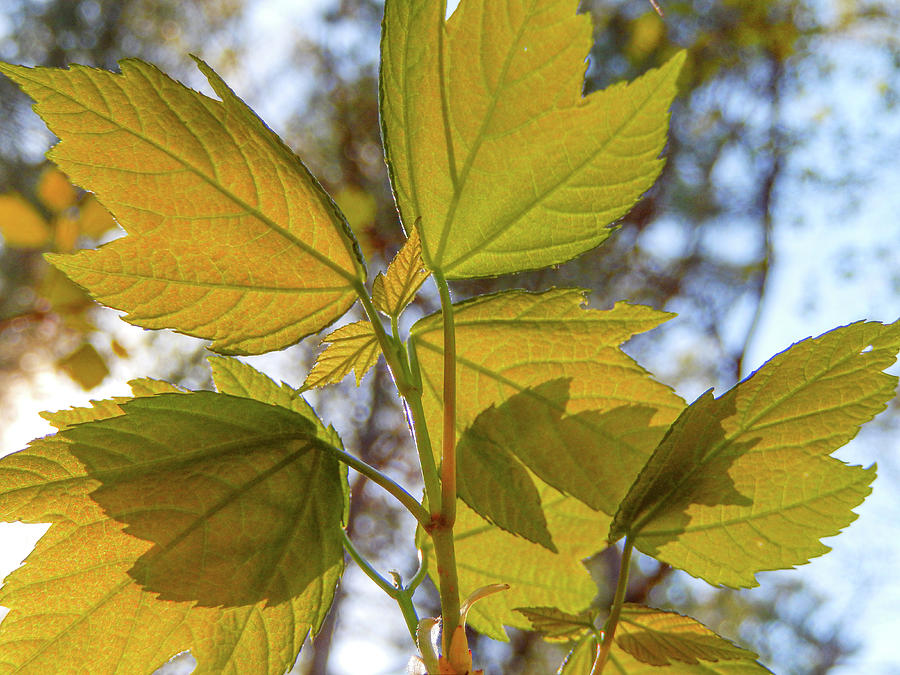 Spring Photograph - Spring Maple Leaves #1 by Phil And Karen Rispin