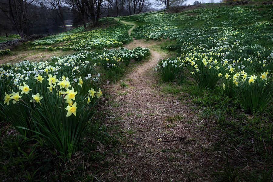 Spring Path #2 Photograph by Bill Wakeley