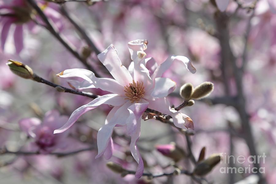 Spring Pink #1 Photograph by Carol Groenen