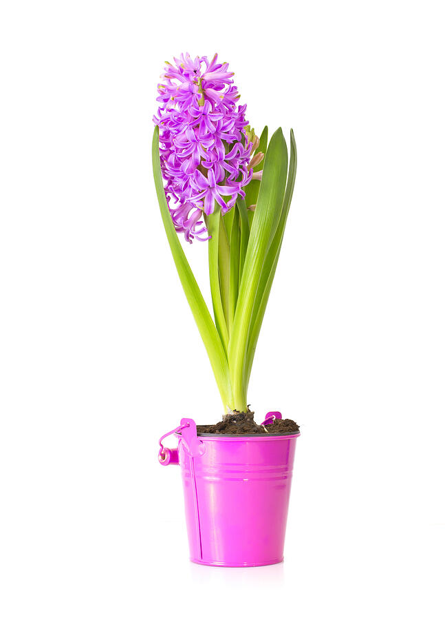 Spring pink hyacinth isolated over white background #1 Photograph by Olegganko